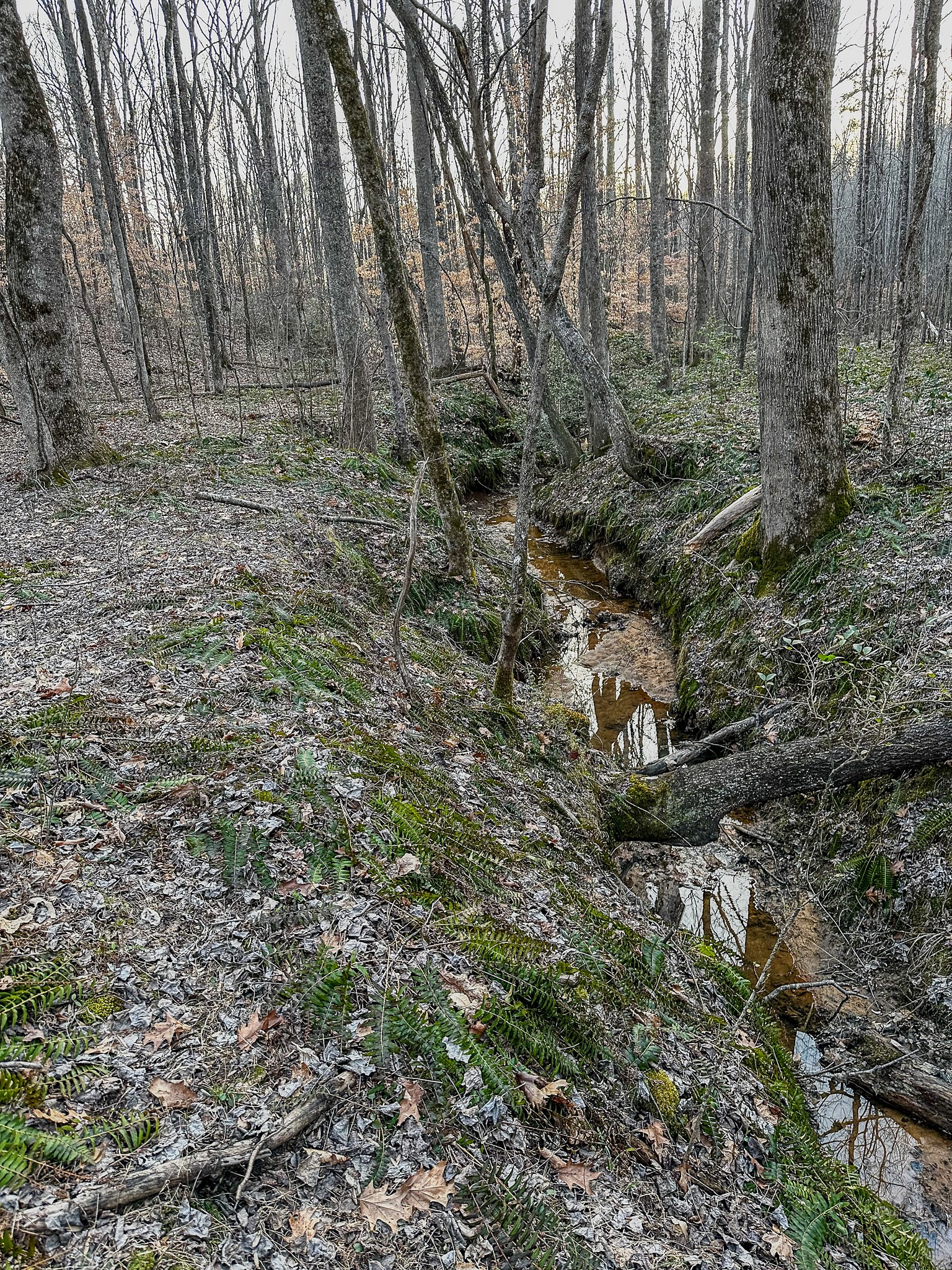 3677 Center Hill Road Finger, TN 38334 - Photo 23 of 50 a view of a forest with trees in the background