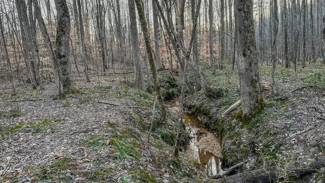 a view of a yard with lots of bushes