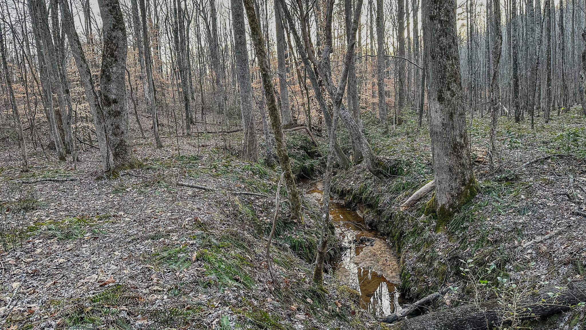 3677 Center Hill Road Finger, TN 38334 - Photo 24 of 50 a view of a yard with lots of bushes