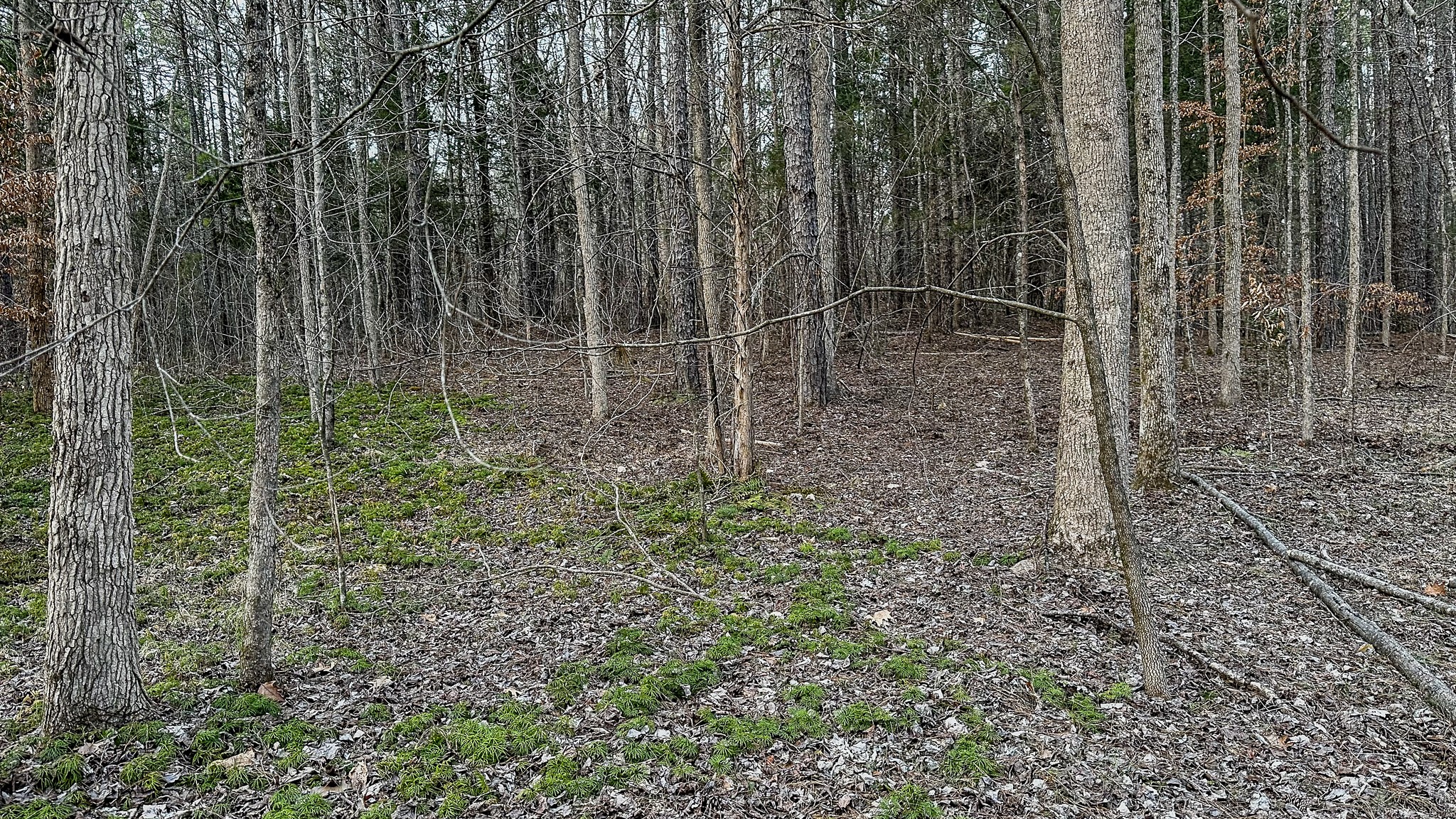 3677 Center Hill Road Finger, TN 38334 - Photo 25 of 50 a view of a forest