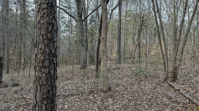 a view of a yard with trees