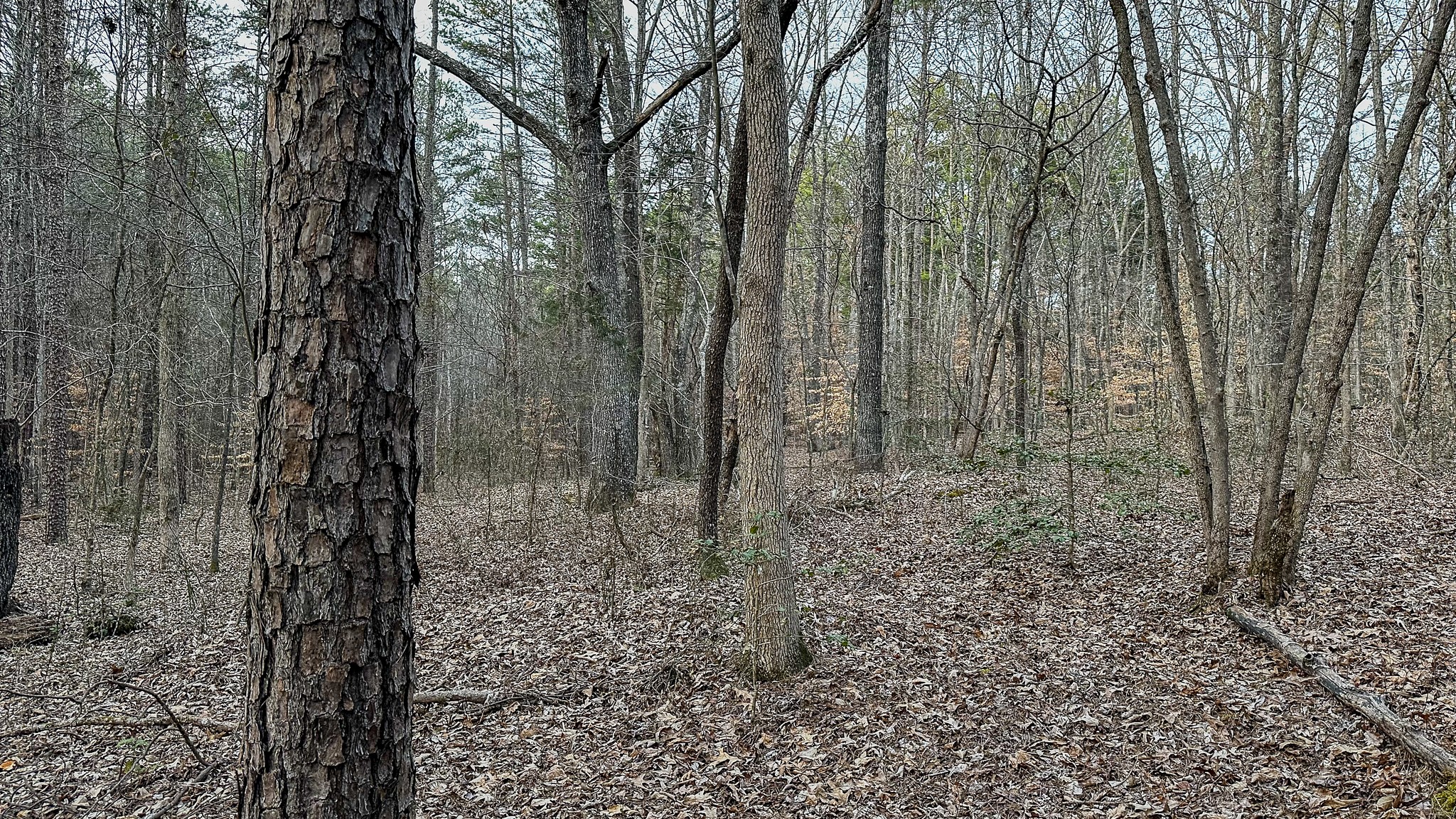3677 Center Hill Road Finger, TN 38334 - Photo 26 of 50 a view of a yard with trees