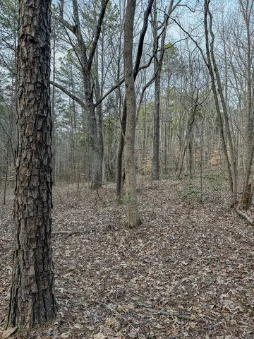 a view of a yard with trees