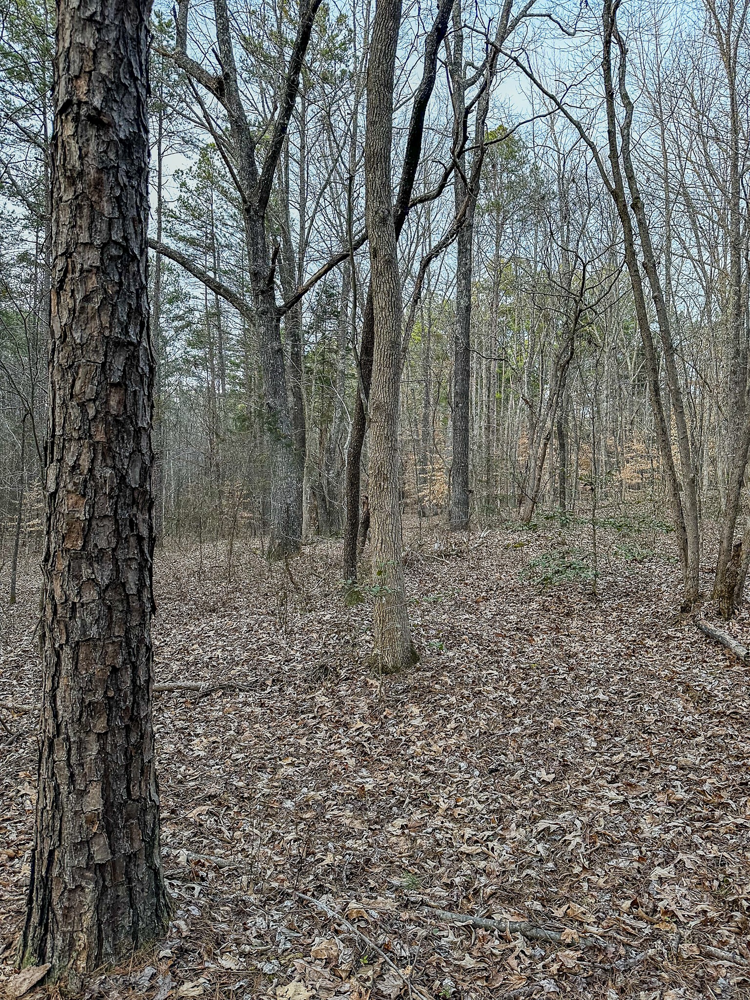 3677 Center Hill Road Finger, TN 38334 - Photo 27 of 50 a view of a yard with trees