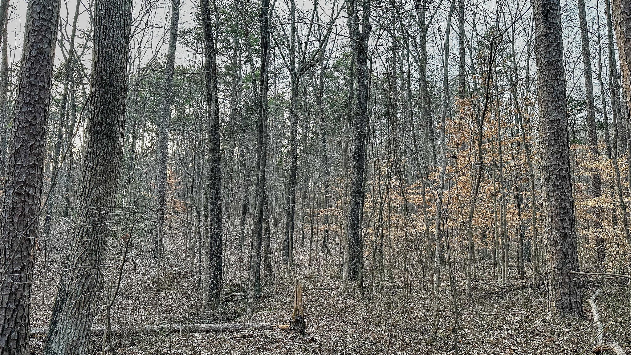 3677 Center Hill Road Finger, TN 38334 - Photo 28 of 50 a view of a forest