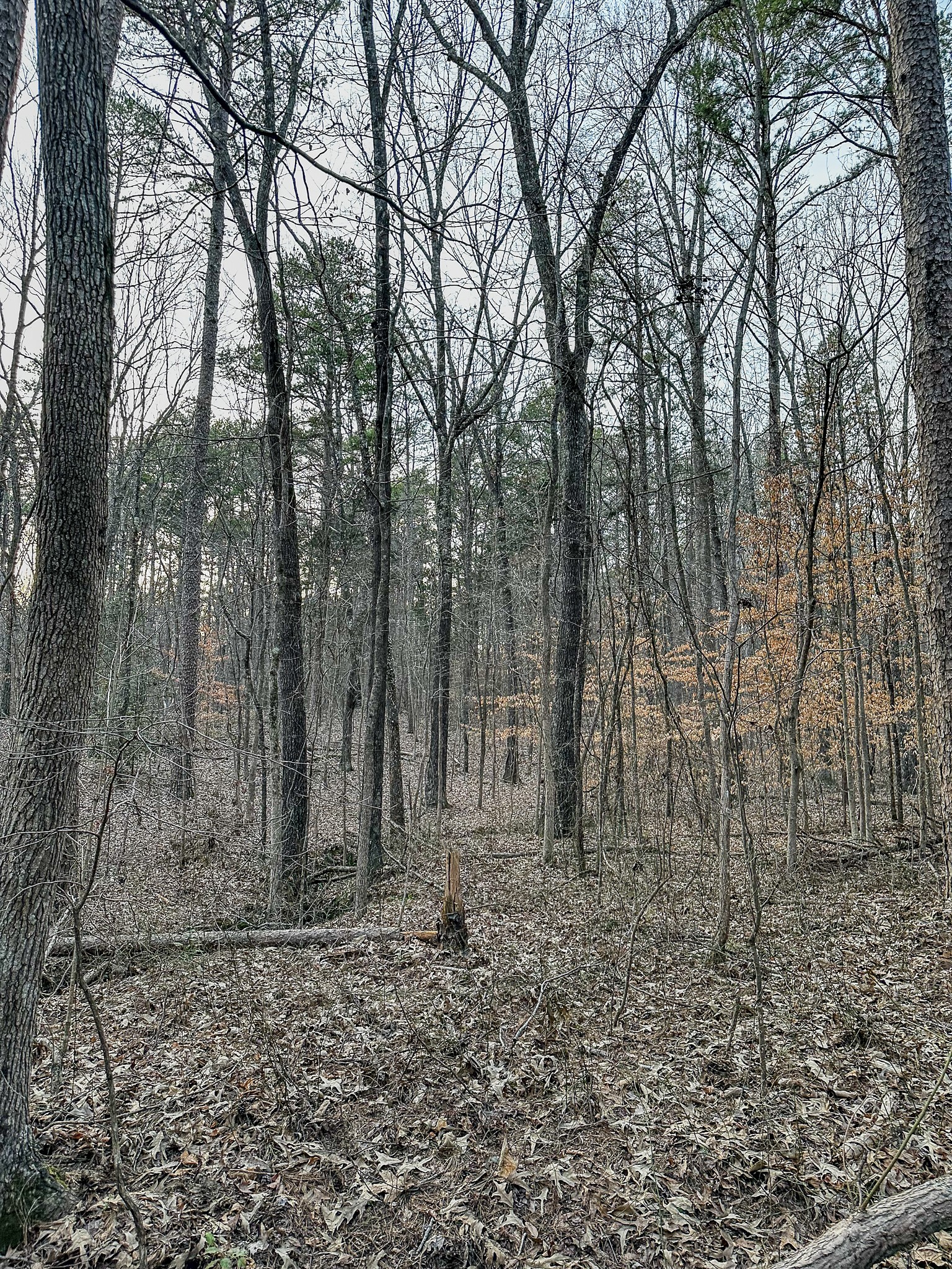 3677 Center Hill Road Finger, TN 38334 - Photo 29 of 50 a backyard of a house with lots of green space