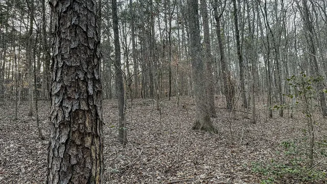 a view of a yard with trees in the background