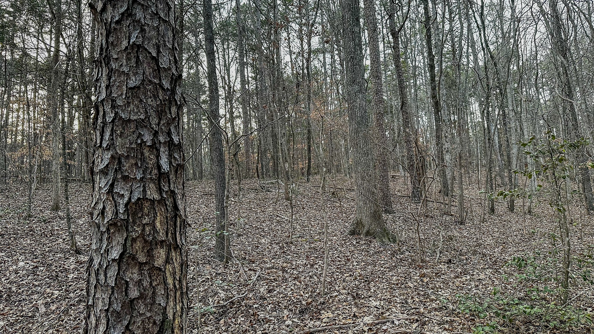 3677 Center Hill Road Finger, TN 38334 - Photo 30 of 50 a view of a yard with trees in the background