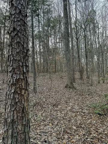 a view of a yard with trees in the background