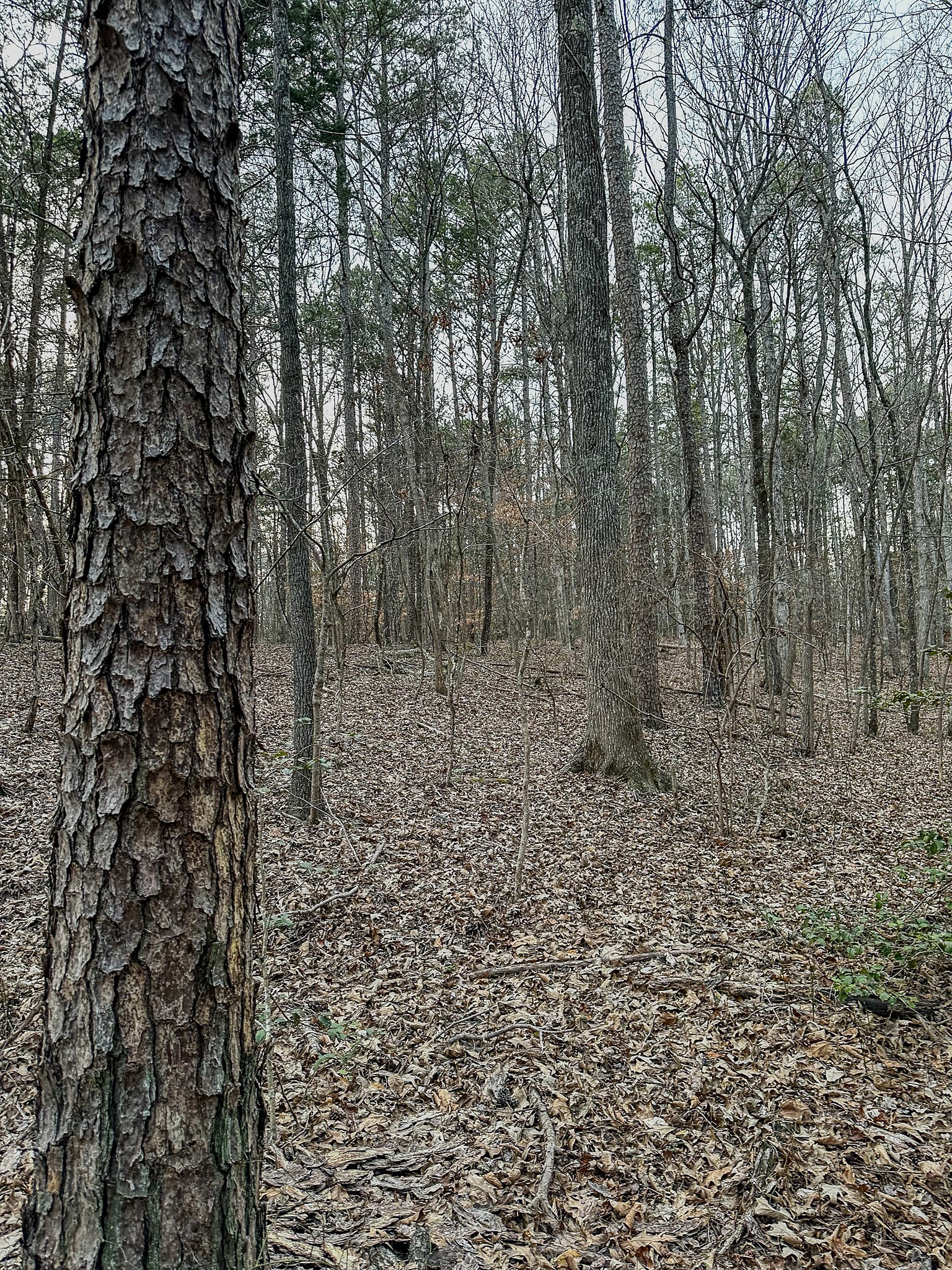 3677 Center Hill Road Finger, TN 38334 - Photo 31 of 50 a view of a yard with trees in the background