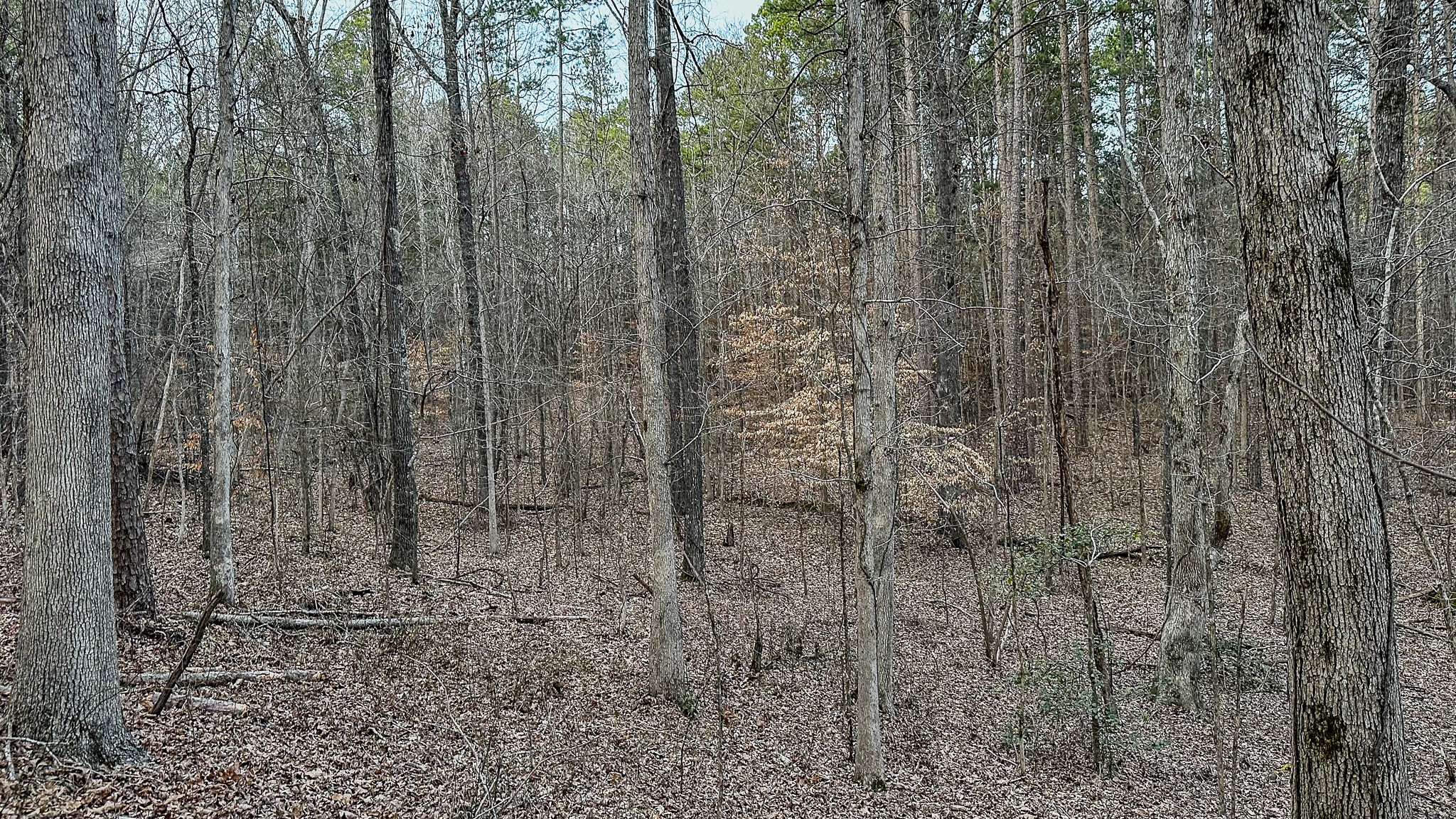 3677 Center Hill Road Finger, TN 38334 - Photo 32 of 50 a bathroom with a shower curtain