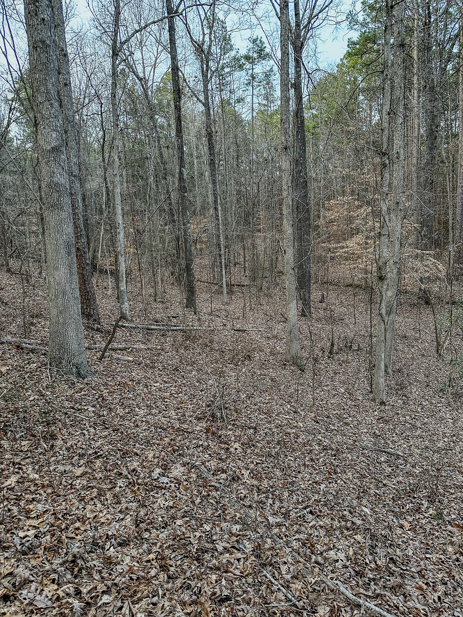 3677 Center Hill Road Finger, TN 38334 - Photo 33 of 50 a view of a dry yard with trees in the background