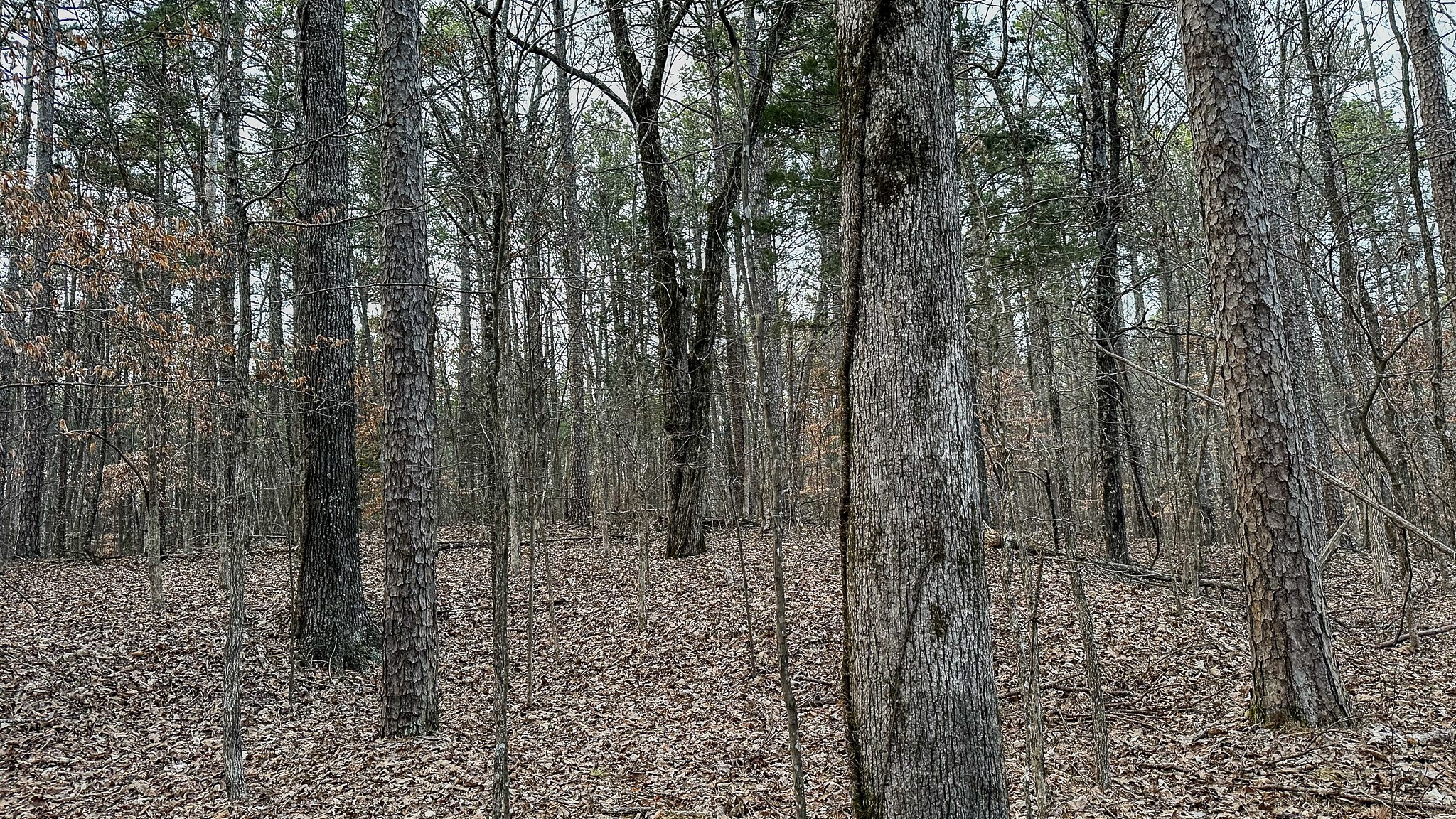 3677 Center Hill Road Finger, TN 38334 - Photo 34 of 50 a view of a forest