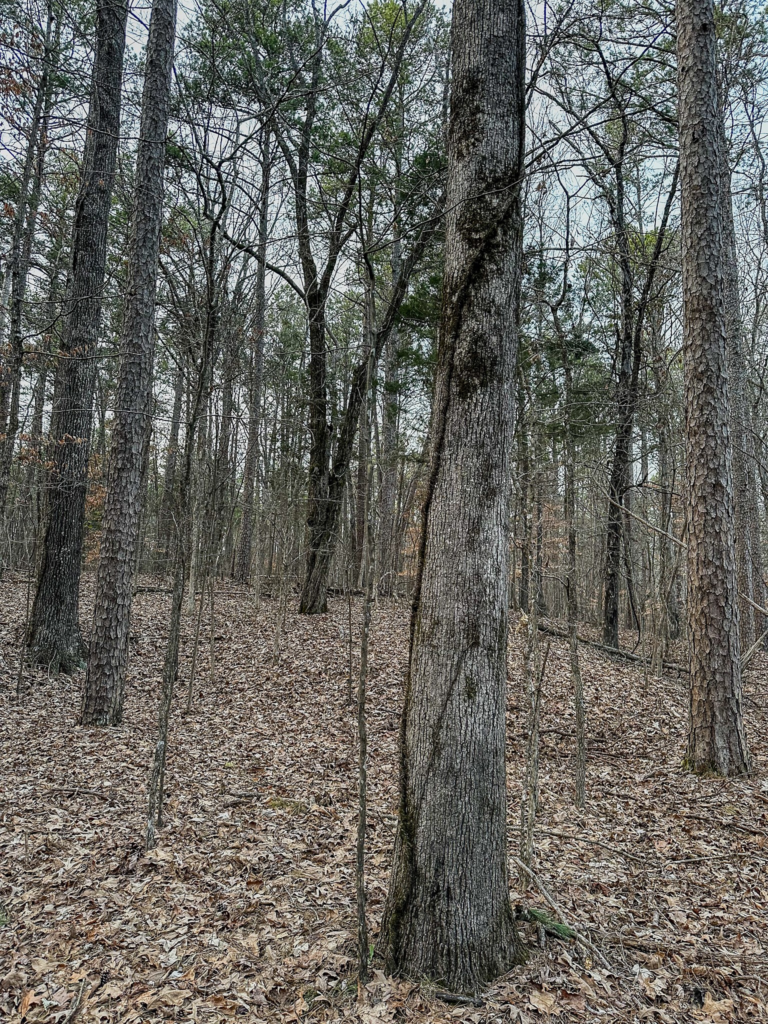 3677 Center Hill Road Finger, TN 38334 - Photo 35 of 50 a view of a forest with trees