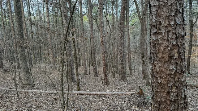 a view of a tall trees