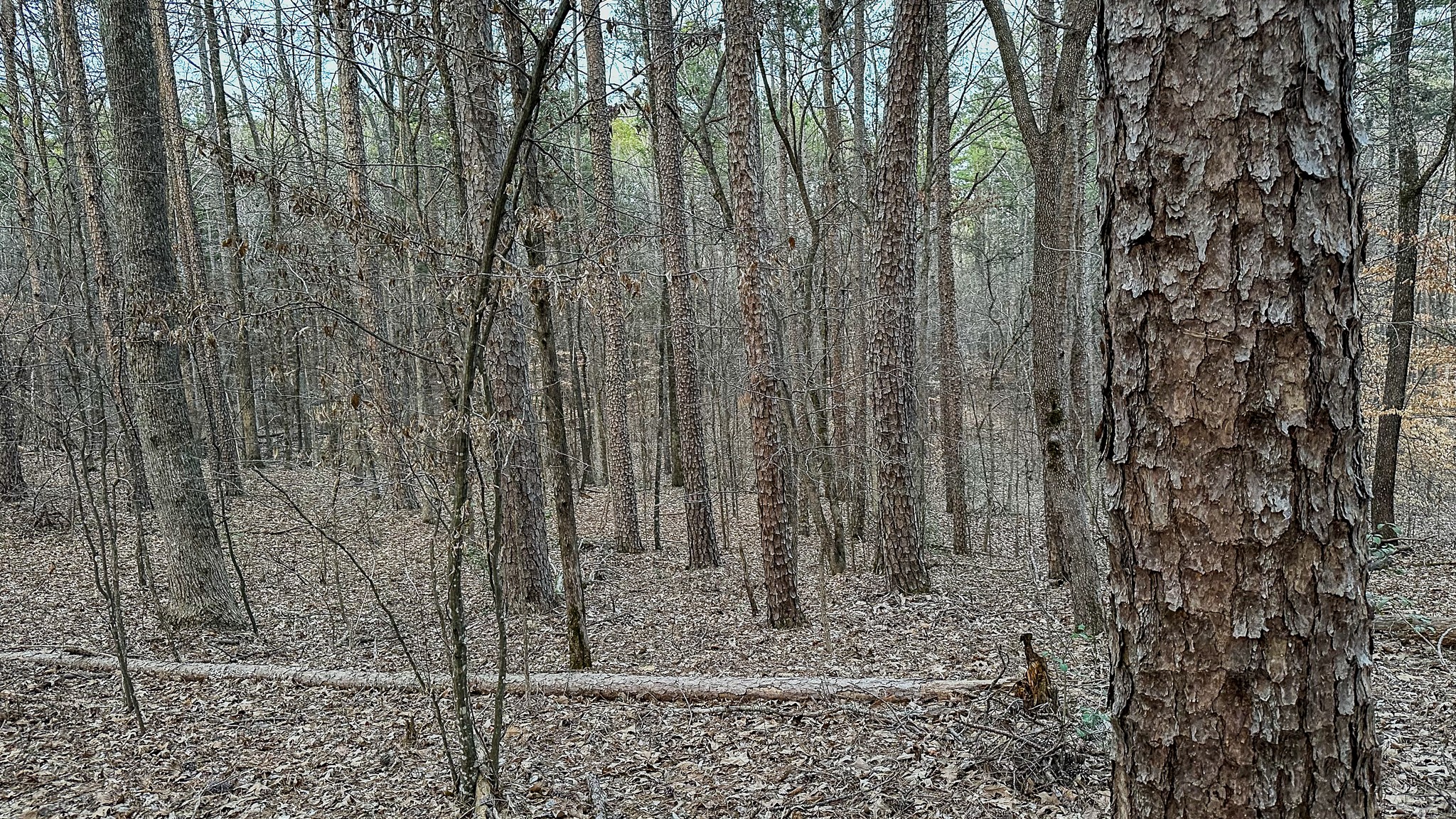 3677 Center Hill Road Finger, TN 38334 - Photo 36 of 50 a view of a tall trees