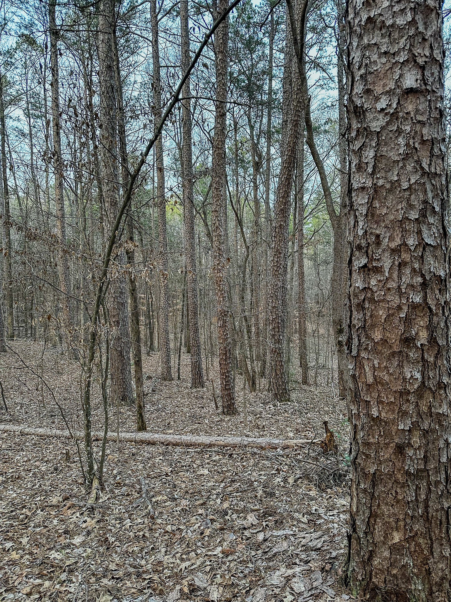 3677 Center Hill Road Finger, TN 38334 - Photo 37 of 50 a view of outdoor space with trees