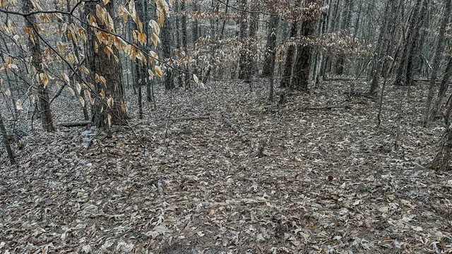 a view of a yard with a tree