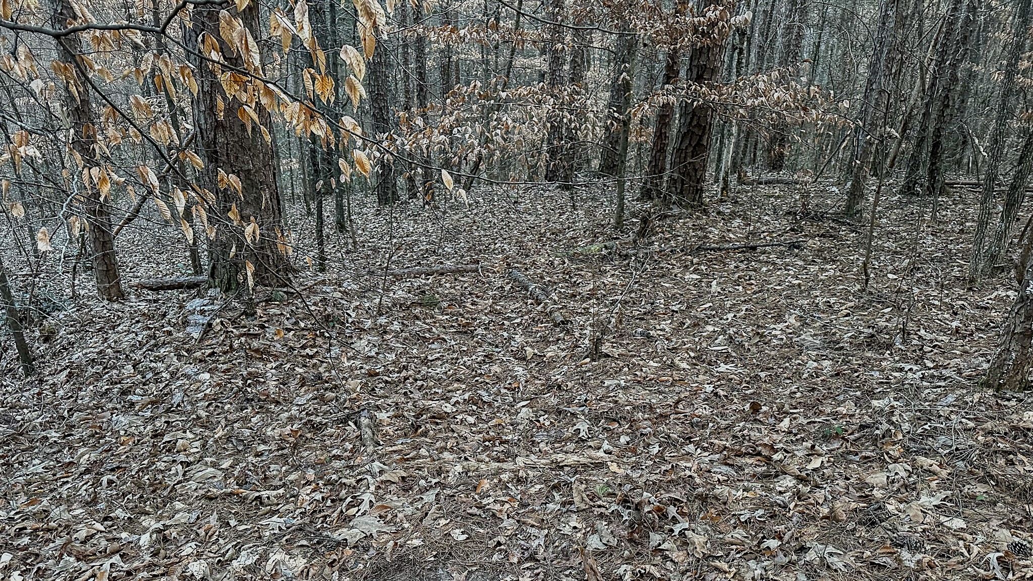 3677 Center Hill Road Finger, TN 38334 - Photo 38 of 50 a view of a yard with a tree