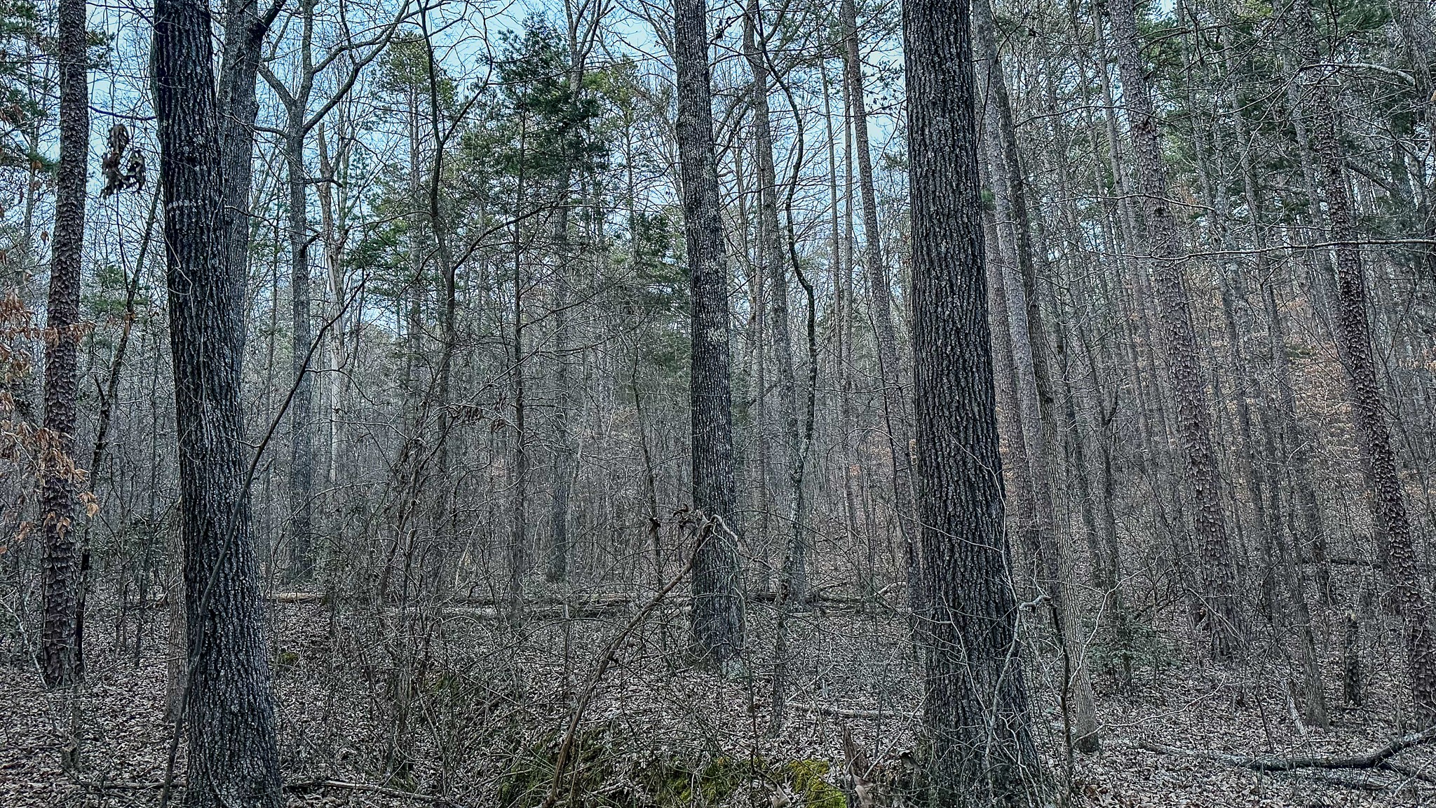 3677 Center Hill Road Finger, TN 38334 - Photo 39 of 50