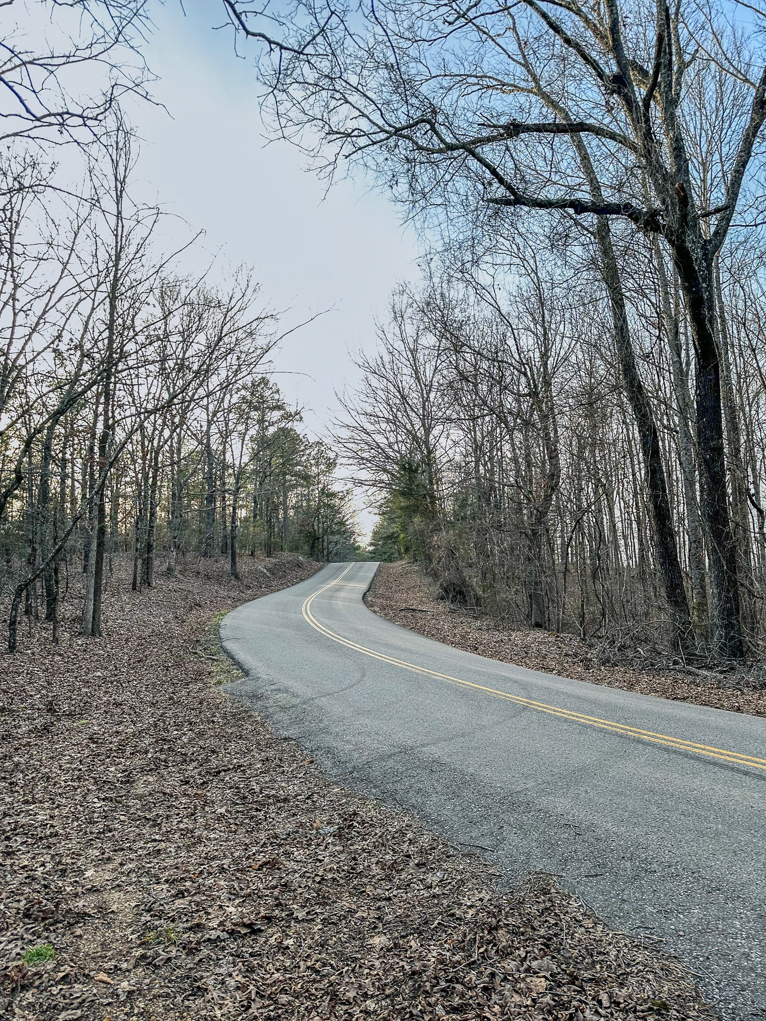 3677 Center Hill Road Finger, TN 38334 - Photo 4 of 50 a view of a yard with large trees