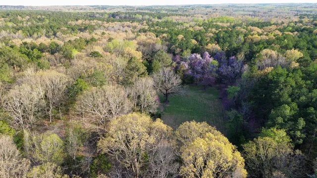 a view of a forest with a tree
