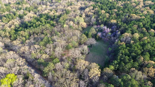 an aerial view of forest