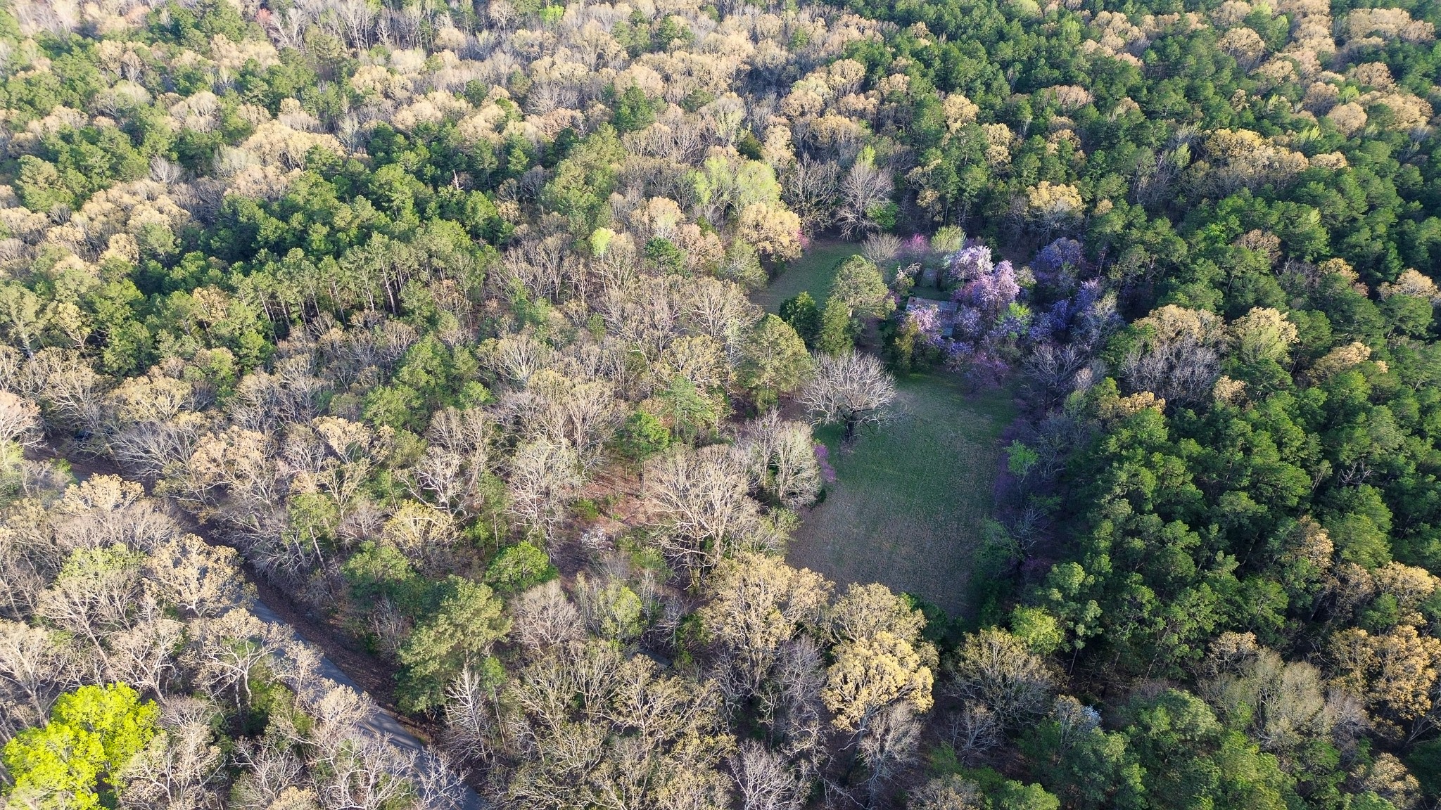 3677 Center Hill Road Finger, TN 38334 - Photo 43 of 50 a view of a forest with a tree