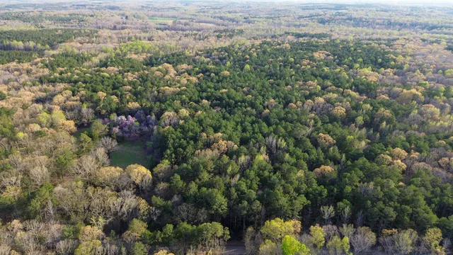 a view of a lot of trees and bushes