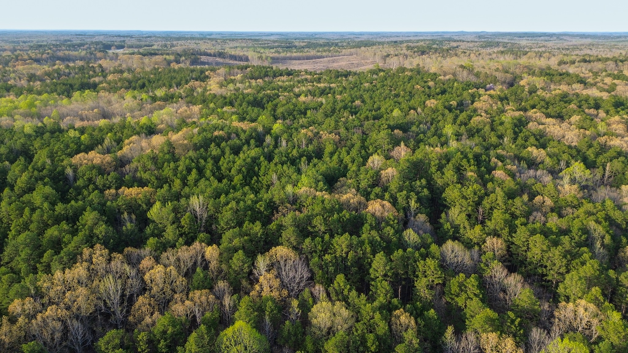 3677 Center Hill Road Finger, TN 38334 - Photo 45 of 50 an aerial view of forest