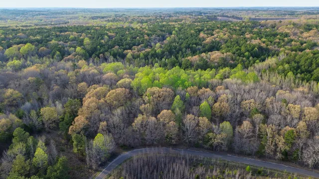 a view of a bunch of trees