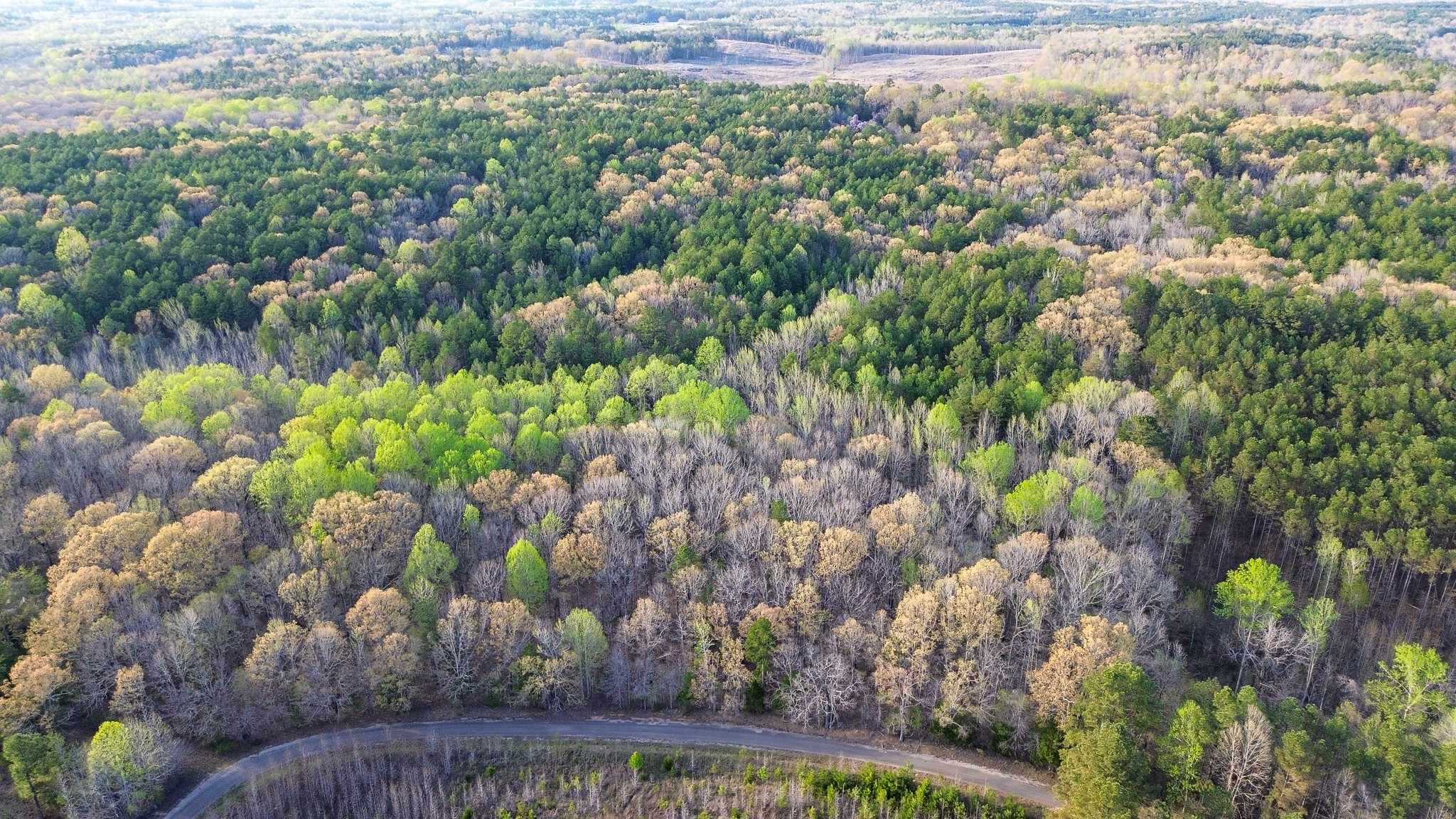 3677 Center Hill Road Finger, TN 38334 - Photo 48 of 50 a view of a bunch of trees