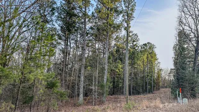 a view of a forest with trees in the background