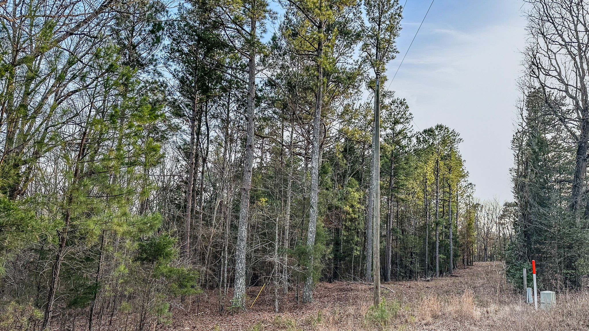 3677 Center Hill Road Finger, TN 38334 - Photo 5 of 50 a view of a forest with trees in the background