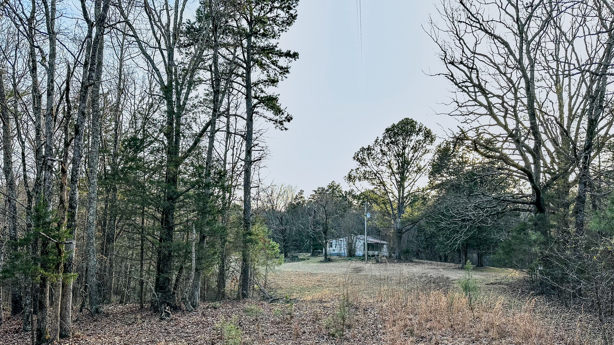 3677 Center Hill Road Finger, TN 38334 - Photo 7 of 50 a view of a forest filled with trees