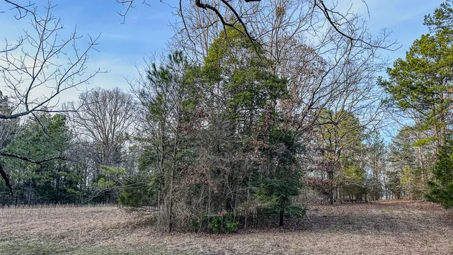a view of a forest filled with trees