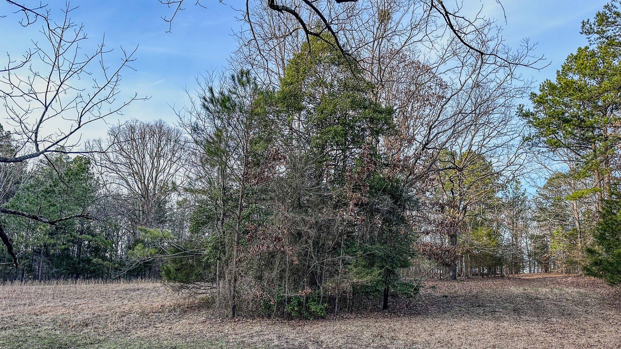 3677 Center Hill Road Finger, TN 38334 - Photo 9 of 50 a view of a forest filled with trees