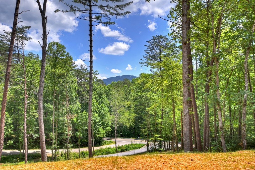 2461 Salem Road Mineral Bluff, GA 30559 - Photo 3 of 86 a view of a yard with plants and large trees