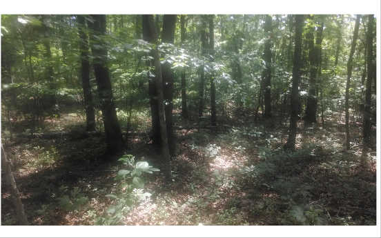 4 B Old Salem Road Mineral Bluff, GA 30559 - Photo 1 of 1 a view of a forest from a yard