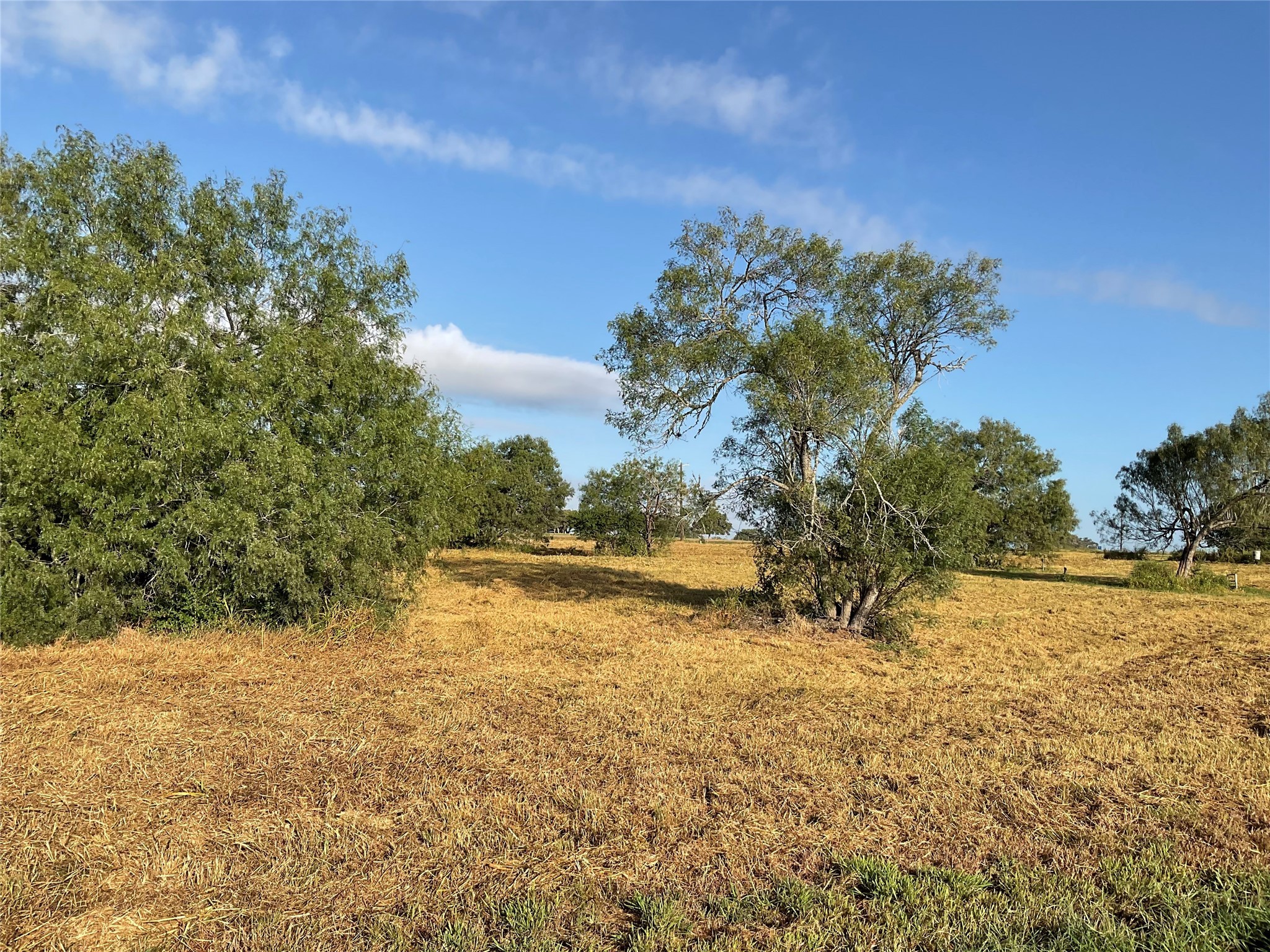 1932 Old Goliad Road Cuero, TX 77954 - Photo 9 of 21 a view of a yard with large trees
