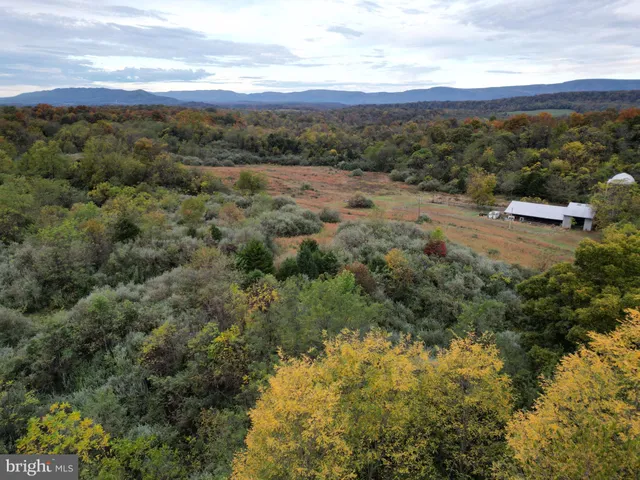 a view of a forest with trees in the background