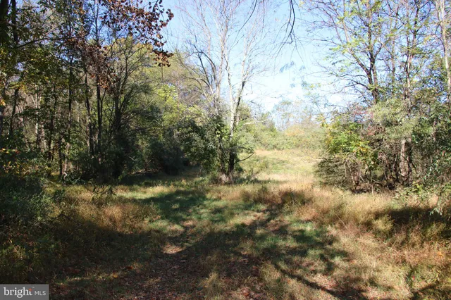 a view of a dry yard with trees in the background