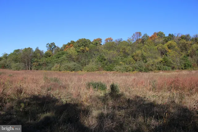 a view of a forest with trees in the background