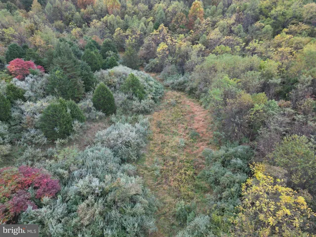 a view of a city with lush green forest