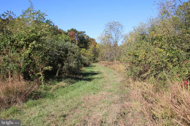 a view of a forest with trees in the background