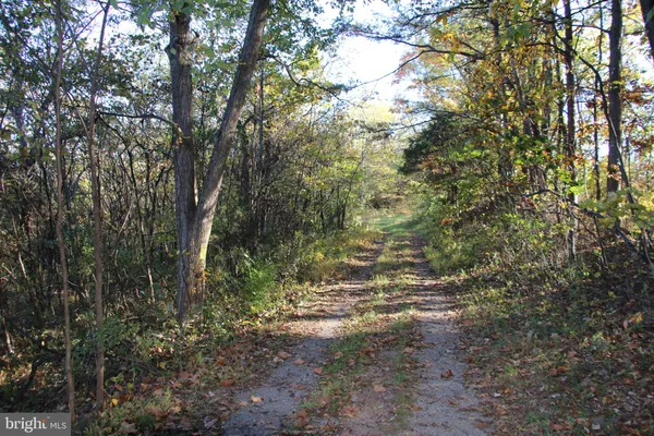 a view of forest