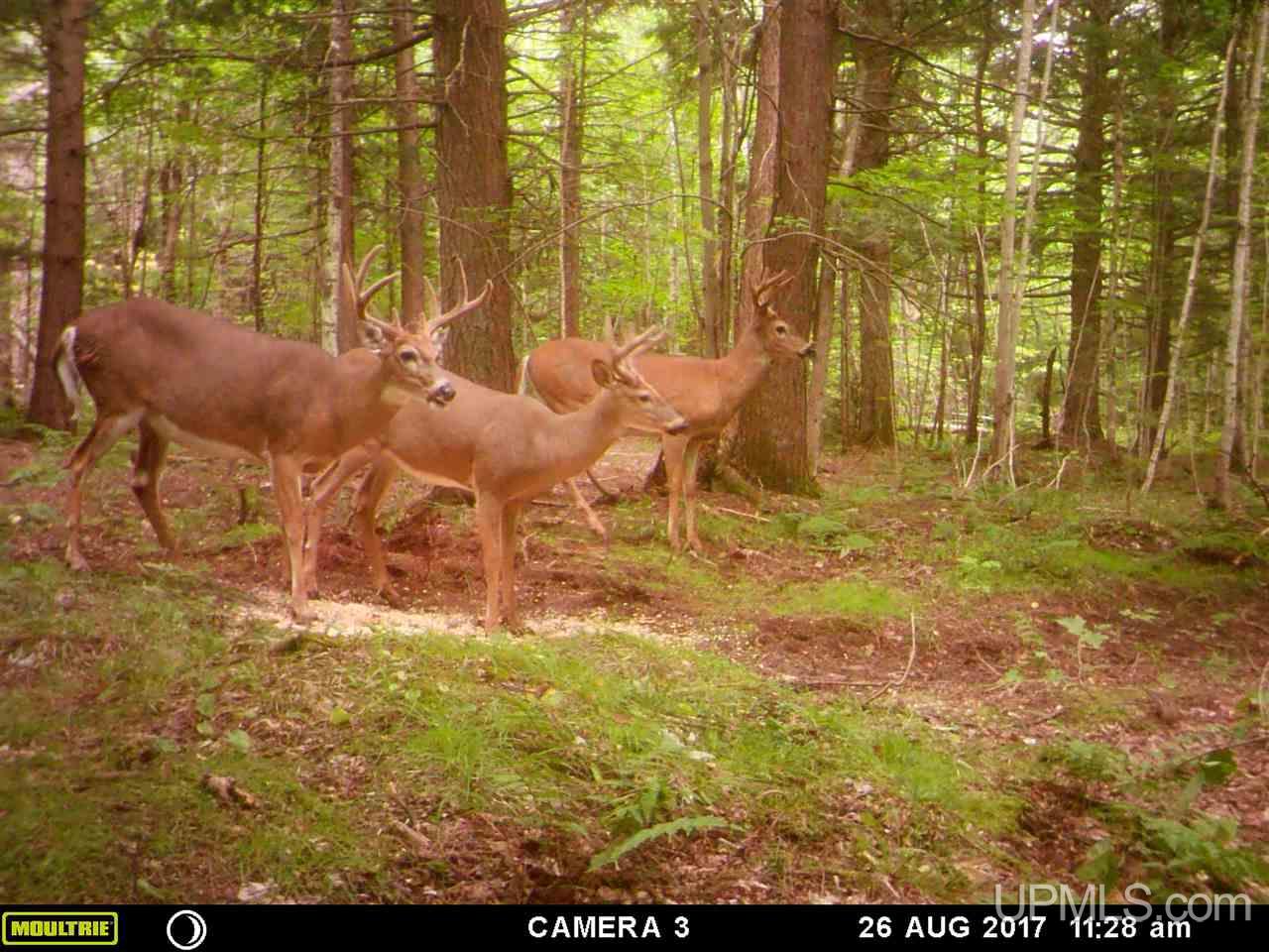 495 Johnson Road Wakefield, MI 49968 - Photo 14 of 34