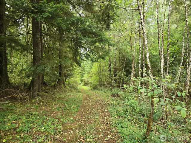 a view of a yard with plants and large trees