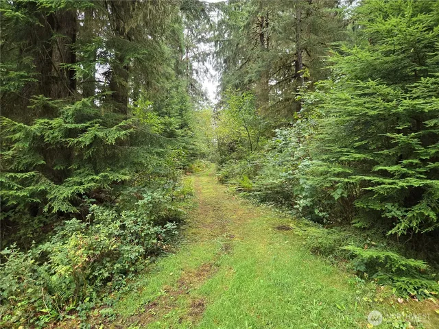 a view of a lush green forest