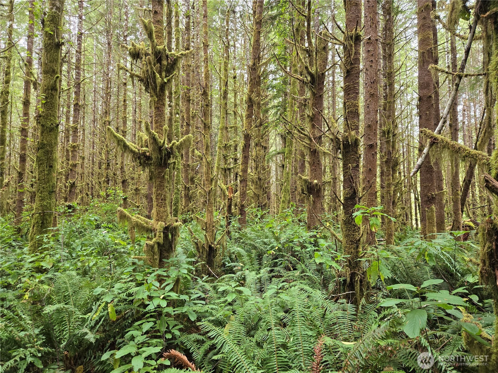 0 Lund Road Cosmopolis, WA 98537 - Photo 10 of 10 a view of a garden